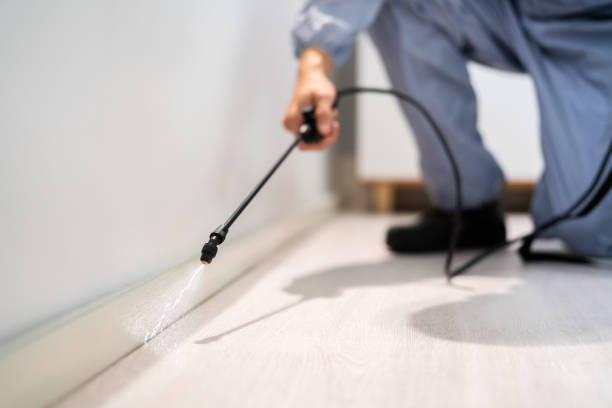 Certified termite inspector examining foundation in Quincy